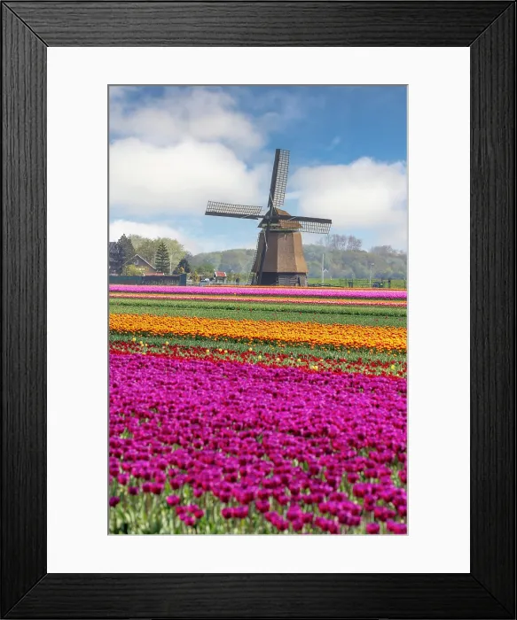 Framed Print : A traditional windmill & tulip field, North Holland, Netherlands Framed Print : A traditional windmill & tulip field, North Holland, Netherlands