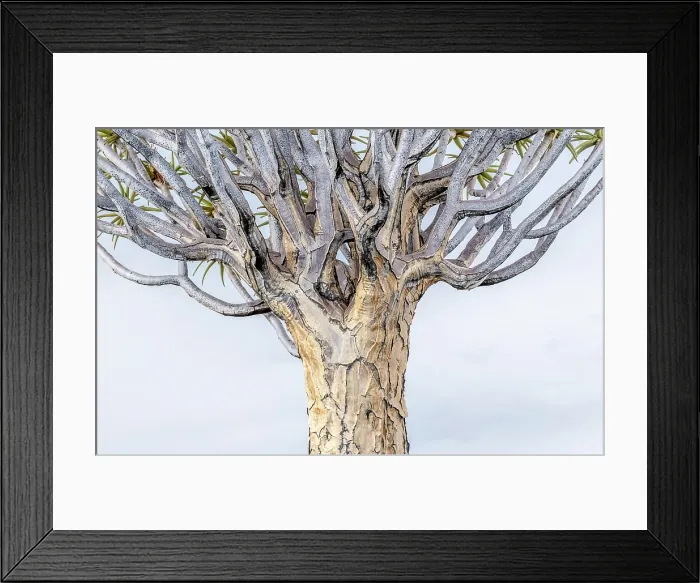 Framed Print : Detail of a Quiver tree (Aloidendron dichotomum), Quiver tree Forest, near Keetmanshoop, Namibia Framed Print : Detail of a Quiver tree (Aloidendron dichotomum), Quiver tree Forest, near Keetmanshoop, Namibia