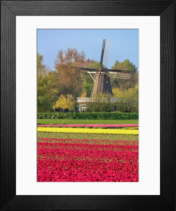 Framed Print : A traditional windmill & tulip field, North Holland, Netherlands Framed Print : A traditional windmill & tulip field, North Holland, Netherlands