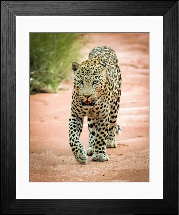 Framed Print : Leopard walking along dried up river bed, Okonjima Nature Reserve, Namibia Framed Print : Leopard walking along dried up river bed, Okonjima Nature Reserve, Namibia