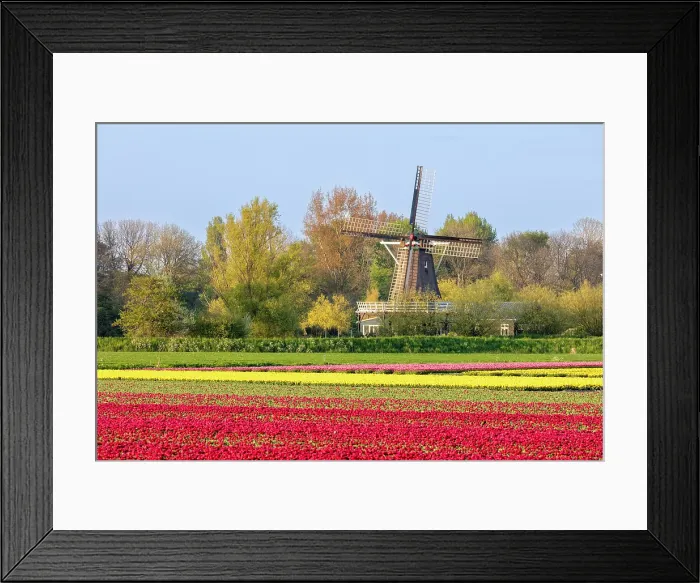 Framed Print : A traditional windmill & tulip field, North Holland, Netherlands Framed Print : A traditional windmill & tulip field, North Holland, Netherlands