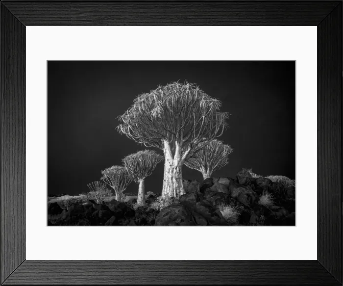 Framed Print : Infrared view of Quiver trees (Aloidendron dichotomum), Quiver tree Forest, near Keetmanshoop, Namibia Framed Print : Infrared view of Quiver trees (Aloidendron dichotomum), Quiver tree Forest, near Keetmanshoop, Namibia