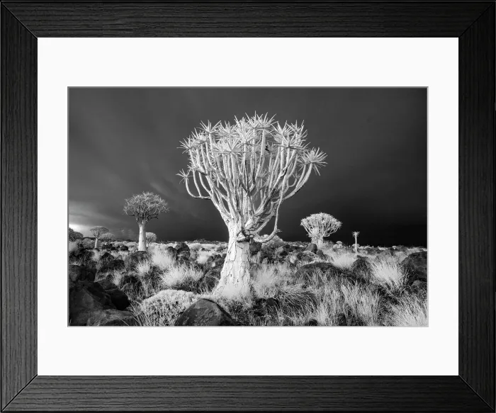 Framed Print : Infrared view of Quiver trees (Aloidendron dichotomum), Quiver tree Forest, near Keetmanshoop, Namibia Framed Print : Infrared view of Quiver trees (Aloidendron dichotomum), Quiver tree Forest, near Keetmanshoop, Namibia