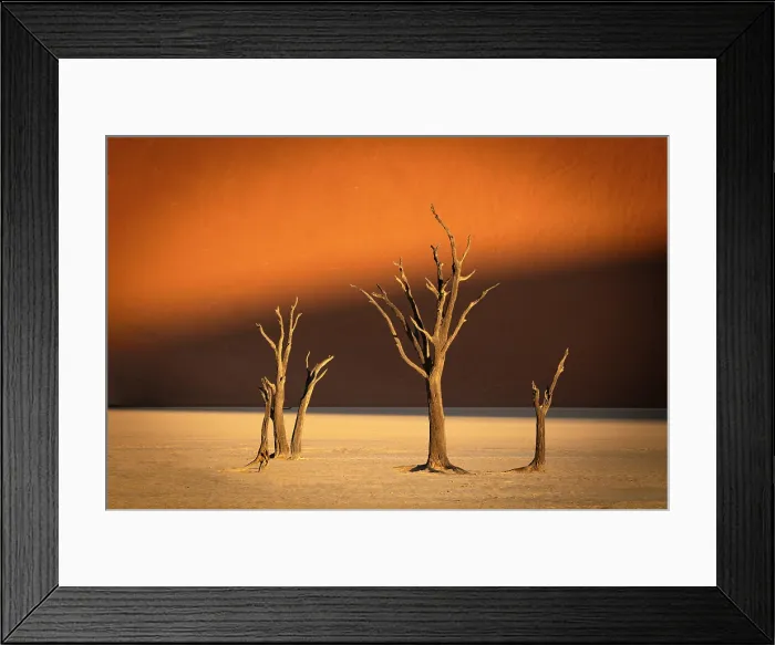 Framed Print : Dead camel thorn tree on a dried-up white mud pan against a sand dune bathed in golden evening light, Dead Vlei, Namib-Naukluft National Park, Namib Desert, Namibia Framed Print : Dead camel thorn tree on a dried-up white mud pan against a sand dune bathed in golden evening light, Dead Vlei, Namib-Naukluft National Park, Namib Desert, Namibia