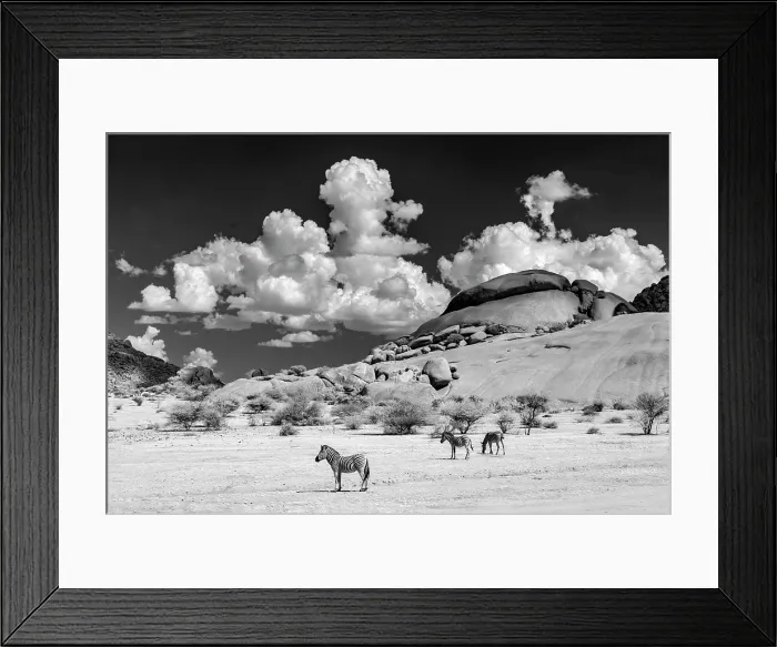 Framed Print : Infrared view of zebras in the ancient granite landscape of Spitzkoppe, Namib Desert, Namibia Framed Print : Infrared view of zebras in the ancient granite landscape of Spitzkoppe, Namib Desert, Namibia