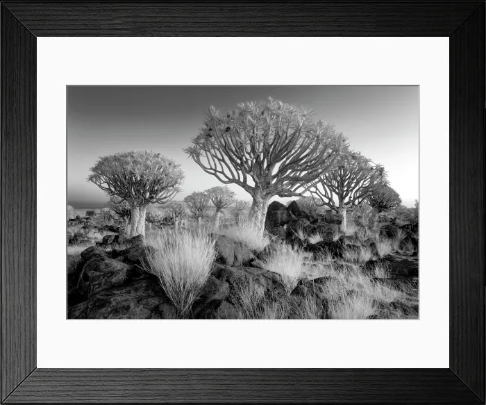 Framed Print : Infrared view of Quiver trees (Aloidendron dichotomum), Quiver tree Forest, near Keetmanshoop, Namibia Framed Print : Infrared view of Quiver trees (Aloidendron dichotomum), Quiver tree Forest, near Keetmanshoop, Namibia