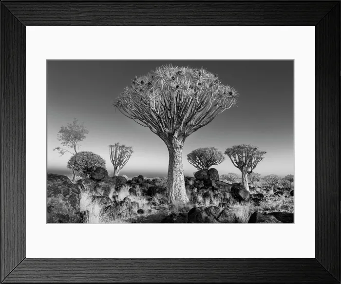 Framed Print : Infrared view of Quiver trees (Aloidendron dichotomum), Quiver tree Forest, near Keetmanshoop, Namibia Framed Print : Infrared view of Quiver trees (Aloidendron dichotomum), Quiver tree Forest, near Keetmanshoop, Namibia