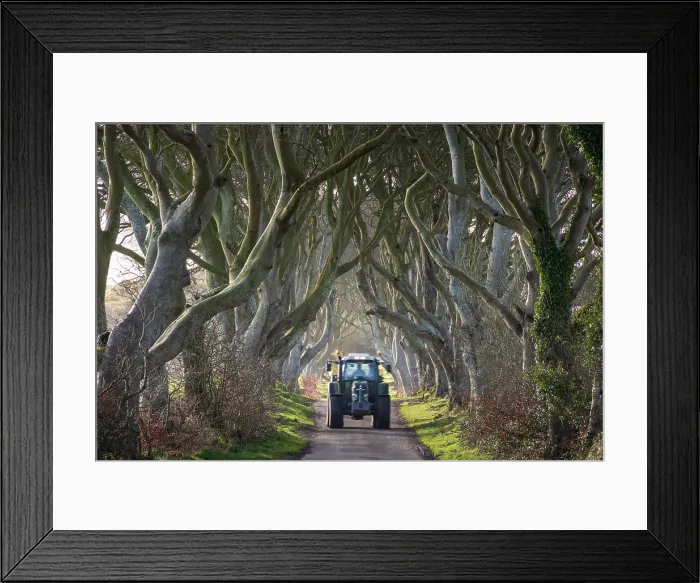 Framed Print : Tractor being driven through the Dark Hedges in County Antrim, Northern Ireland. Spring (March) 2024 Framed Print : Tractor being driven through the Dark Hedges in County Antrim, Northern Ireland. Spring (March) 2024