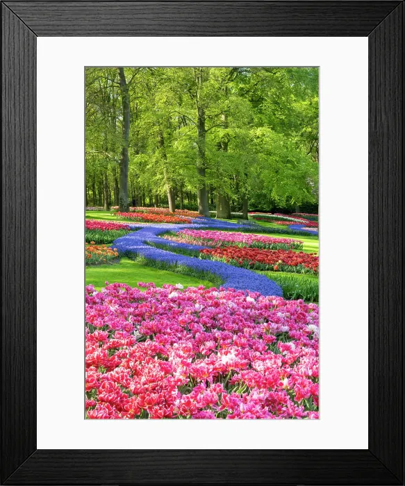 Framed Print : Keukenhof Gardens in Spring, Lisse, Holland, Netherlands Framed Print : Keukenhof Gardens in Spring, Lisse, Holland, Netherlands