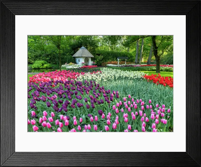 Framed Print : Keukenhof Gardens in Spring, Lisse, Holland, Netherlands Framed Print : Keukenhof Gardens in Spring, Lisse, Holland, Netherlands