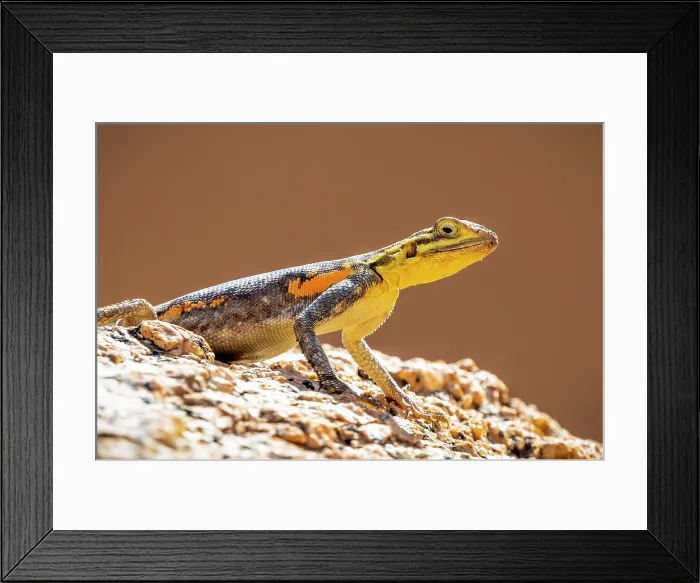 Framed Print : Green lizard, Spitzkoppe, Namibia, Africa Framed Print : Green lizard, Spitzkoppe, Namibia, Africa