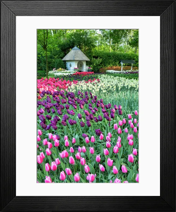Framed Print : Keukenhof Gardens in Spring, Lisse, Holland, Netherlands Framed Print : Keukenhof Gardens in Spring, Lisse, Holland, Netherlands