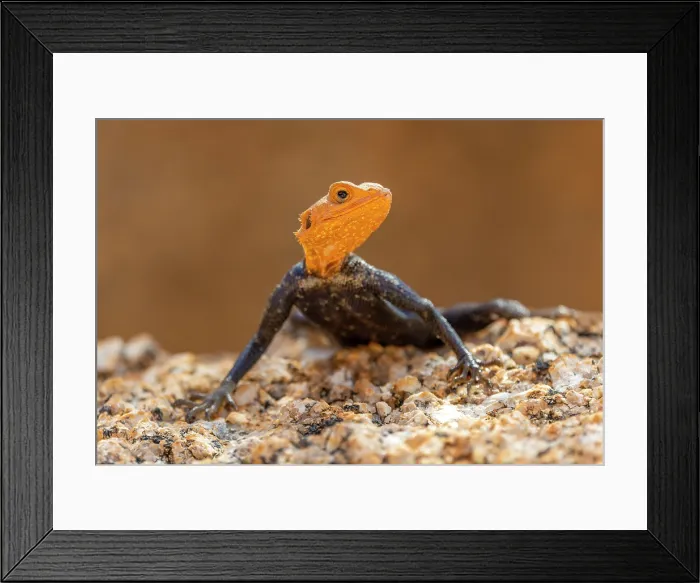 Framed Print : Namibian Rock Agana, Spitzkoppe, Namibia, Africa Framed Print : Namibian Rock Agana, Spitzkoppe, Namibia, Africa
