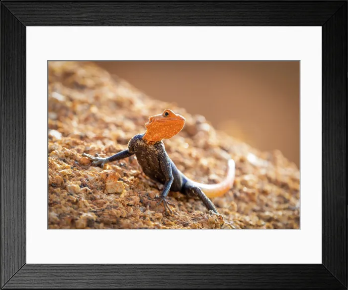 Framed Print : Namibian Rock Agana, Spitzkoppe, Namibia, Africa Framed Print : Namibian Rock Agana, Spitzkoppe, Namibia, Africa