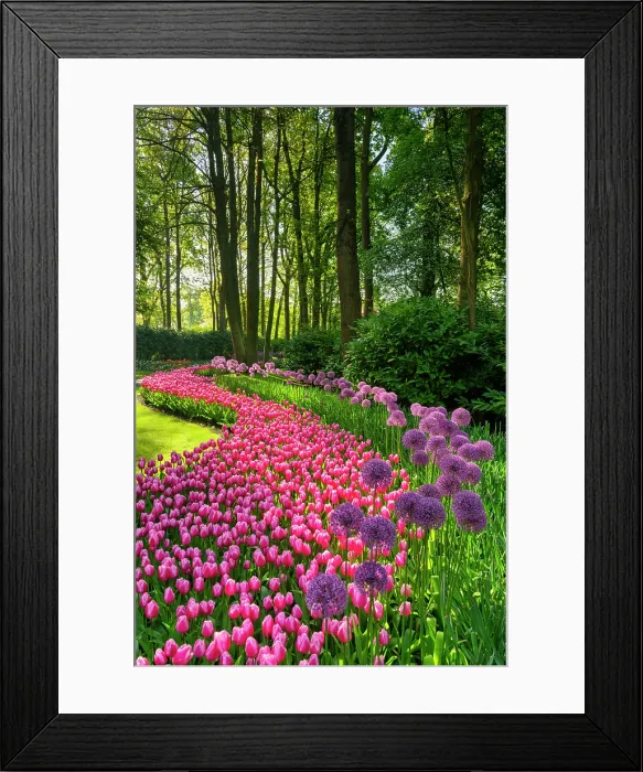 Framed Print : Keukenhof Gardens in Spring, Lisse, Holland, Netherlands Framed Print : Keukenhof Gardens in Spring, Lisse, Holland, Netherlands