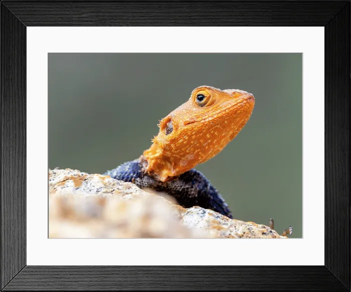 Framed Print : Namibian Rock Agana, Spitzkoppe, Namibia, Africa