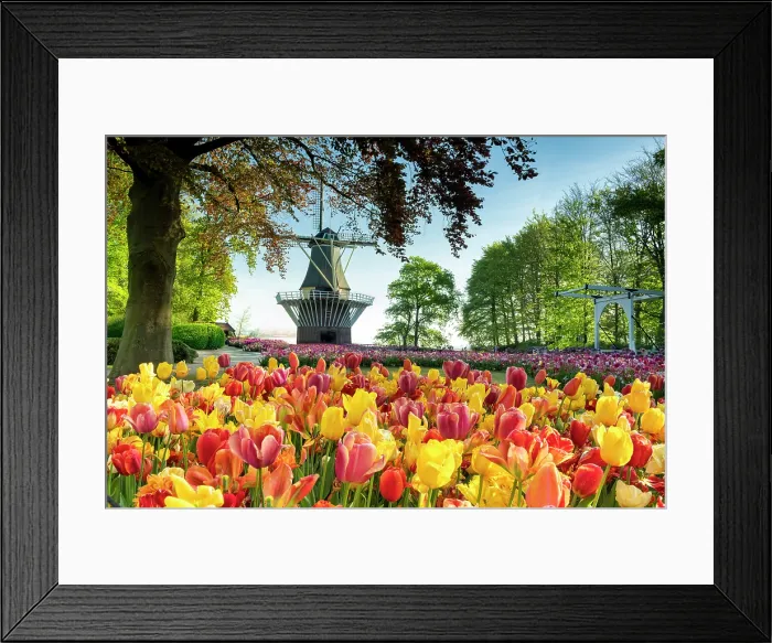 Framed Print : Keukenhof Gardens in Spring, Lisse, Holland, Netherlands