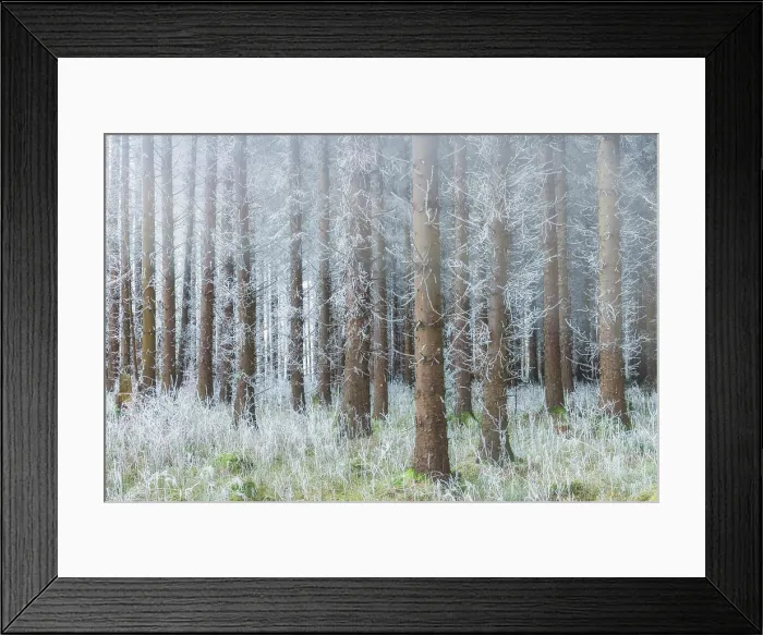 Framed Print : Coniferous forest coated in hoar frost alongside Bannock Burn near Striling, Stirlingshire, Scotland, UK, December 2024 Framed Print : Coniferous forest coated in hoar frost alongside Bannock Burn near Striling, Stirlingshire, Scotland, UK, December 2024