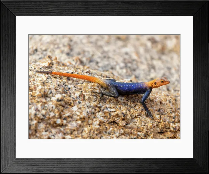 Framed Print : Namibian Rock Agana, Spitzkoppe, Namibia, Africa
