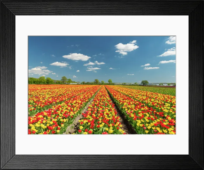 Framed Print : Field of Red and Yellow Tulips, near Noordwijkerhout, Holland, Netherlands Framed Print : Field of Red and Yellow Tulips, near Noordwijkerhout, Holland, Netherlands