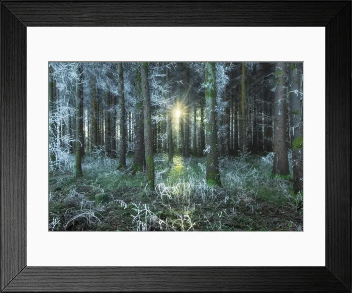 Framed Print : Coniferous forest coated in hoar frost alongside Bannock Burn near Striling, Stirlingshire, Scotland, UK, December 2024 Framed Print : Coniferous forest coated in hoar frost alongside Bannock Burn near Striling, Stirlingshire, Scotland, UK, December 2024