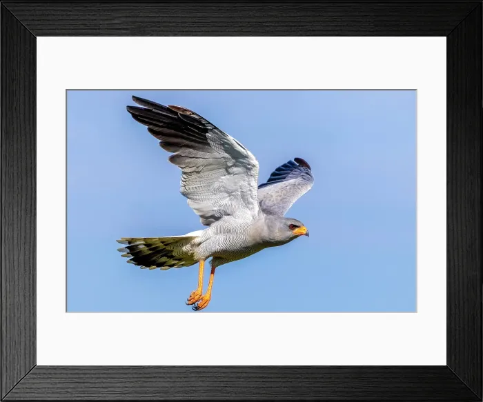 Framed Print : Pale Chanting Goshawk in flight, Okonjima Nature Reserve, Namibia Framed Print : Pale Chanting Goshawk in flight, Okonjima Nature Reserve, Namibia