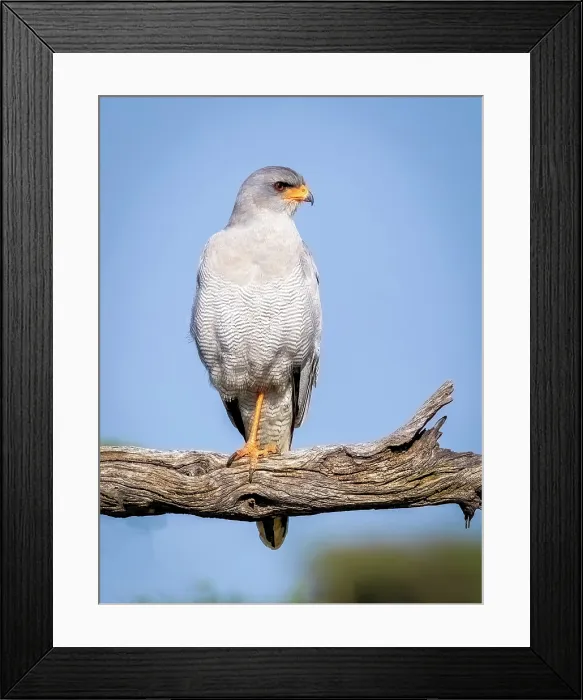 Framed Print : Pale Chanting Goshawk, Okonjima Nature Reserve, Namibia Framed Print : Pale Chanting Goshawk, Okonjima Nature Reserve, Namibia