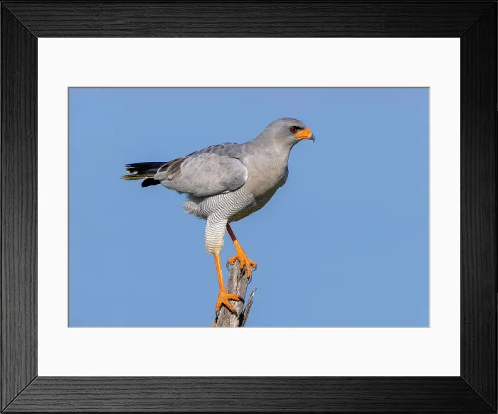 Framed Print : Pale Chanting Goshawk, Okonjima Nature Reserve, Namibia