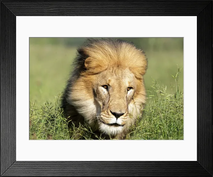 Framed Print : Lion male, Okonjima Nature Reserve, Namibia