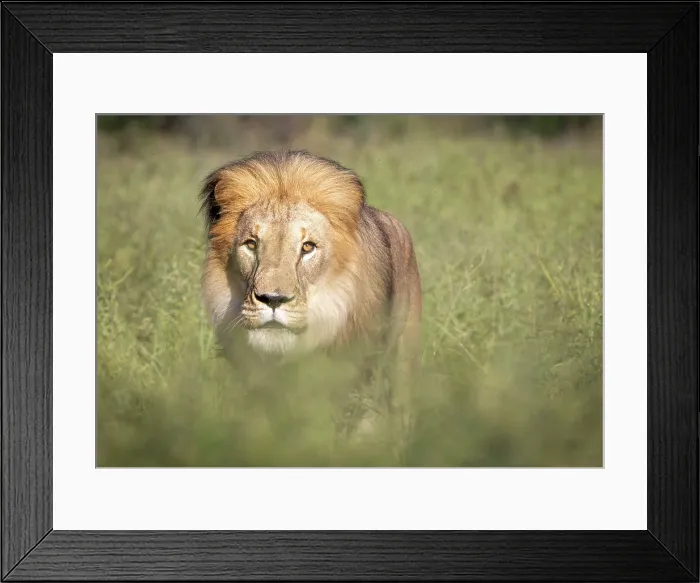 Framed Print : Lion male, Okonjima Nature Reserve, Namibia Framed Print : Lion male, Okonjima Nature Reserve, Namibia
