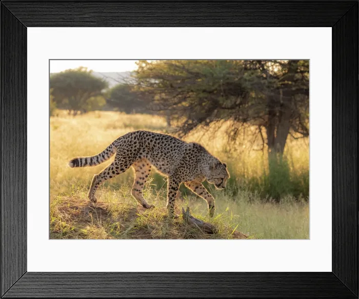 Framed Print : Cheetah, Okonjima Nature Reserve, Namibia Framed Print : Cheetah, Okonjima Nature Reserve, Namibia