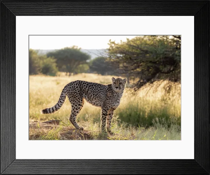 Framed Print : Cheetah, Okonjima Nature Reserve, Namibia Framed Print : Cheetah, Okonjima Nature Reserve, Namibia
