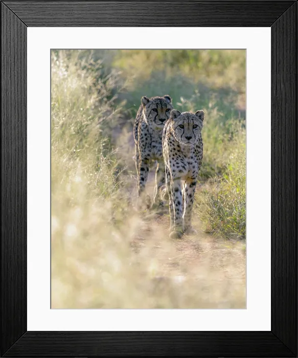 Framed Print : Pair of cheetah walking through grassland, Okonjima Nature Reserve, Namibia Framed Print : Pair of cheetah walking through grassland, Okonjima Nature Reserve, Namibia