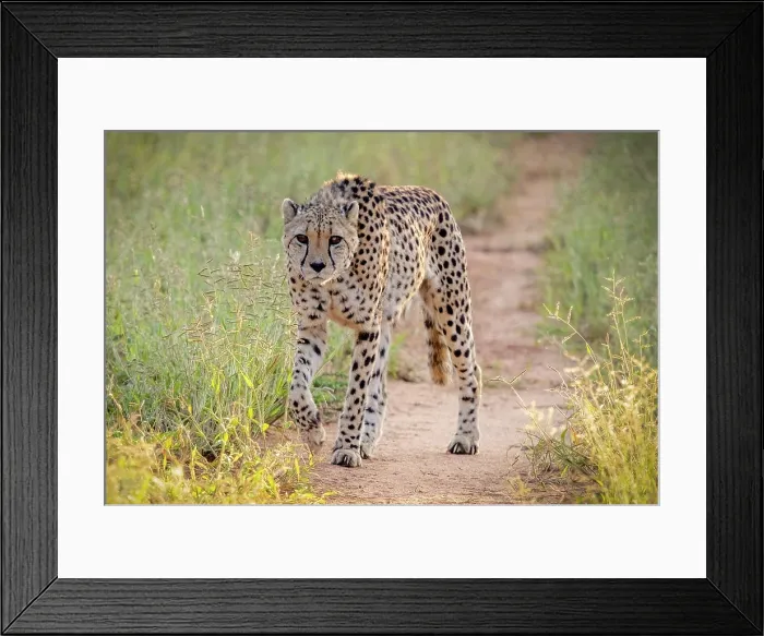 Framed Print : Cheetah, Okonjima Nature Reserve, Namibia Framed Print : Cheetah, Okonjima Nature Reserve, Namibia