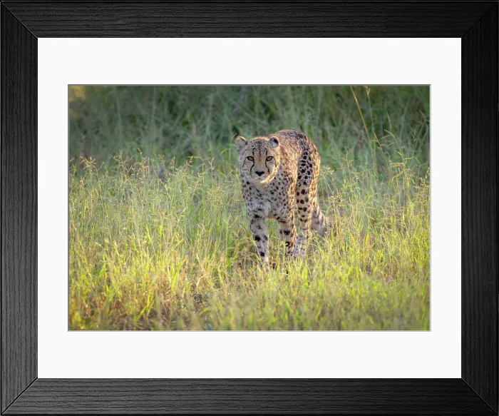 Framed Print : Cheetah, Okonjima Nature Reserve, Namibia Framed Print : Cheetah, Okonjima Nature Reserve, Namibia