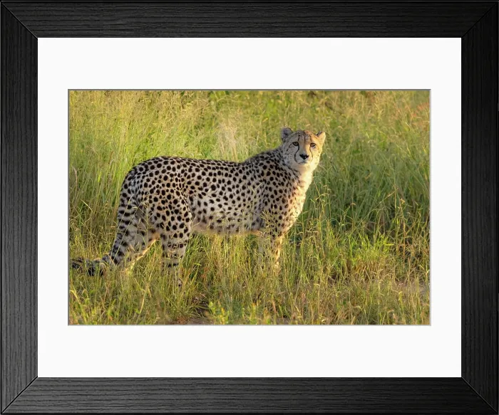 Framed Print : Cheetah, Okonjima Nature Reserve, Namibia