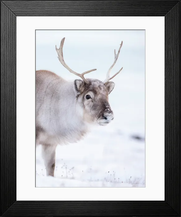 Framed Print : Young reindeer in snow, Spitsbergen, Svalbard, Arctic, Norway Framed Print : Young reindeer in snow, Spitsbergen, Svalbard, Arctic, Norway