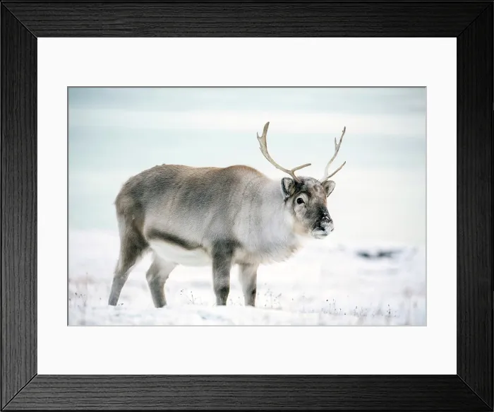 Framed Print : Young reindeer in snow, Spitsbergen, Svalbard, Arctic, Norway Framed Print : Young reindeer in snow, Spitsbergen, Svalbard, Arctic, Norway