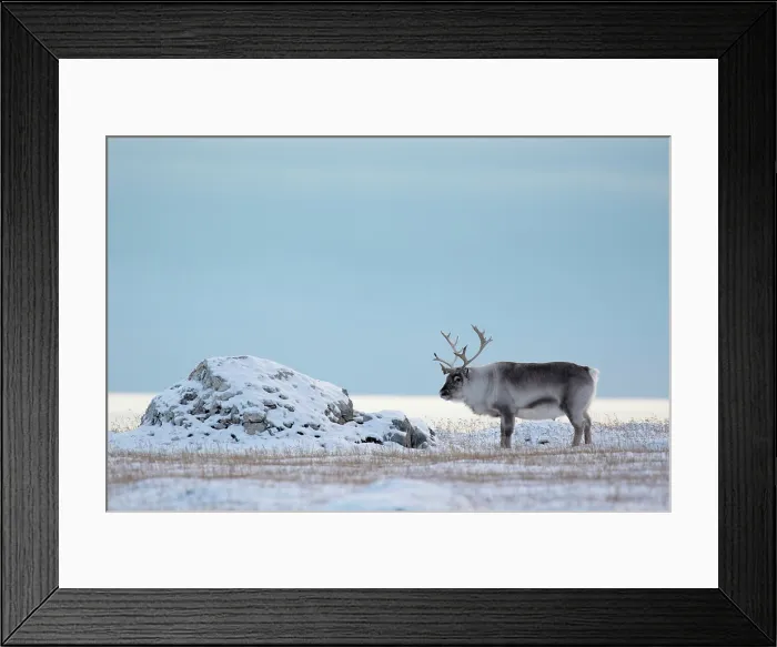Framed Print : Reindeer in snowy landscape, Spitsbergen, Svalbard, Arctic, Norway Framed Print : Reindeer in snowy landscape, Spitsbergen, Svalbard, Arctic, Norway