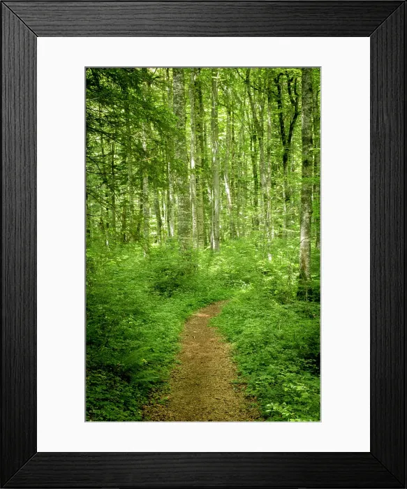Framed Print : Path through forest in the Durmitor National Park, Montenegro Framed Print : Path through forest in the Durmitor National Park, Montenegro