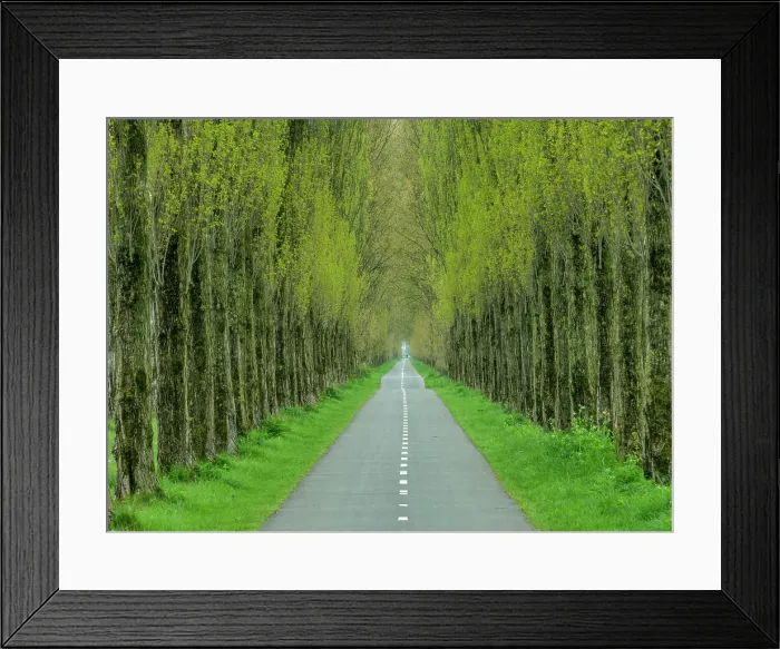 Framed Print : Path Through Trees, Groningen, Holland, Netherlands