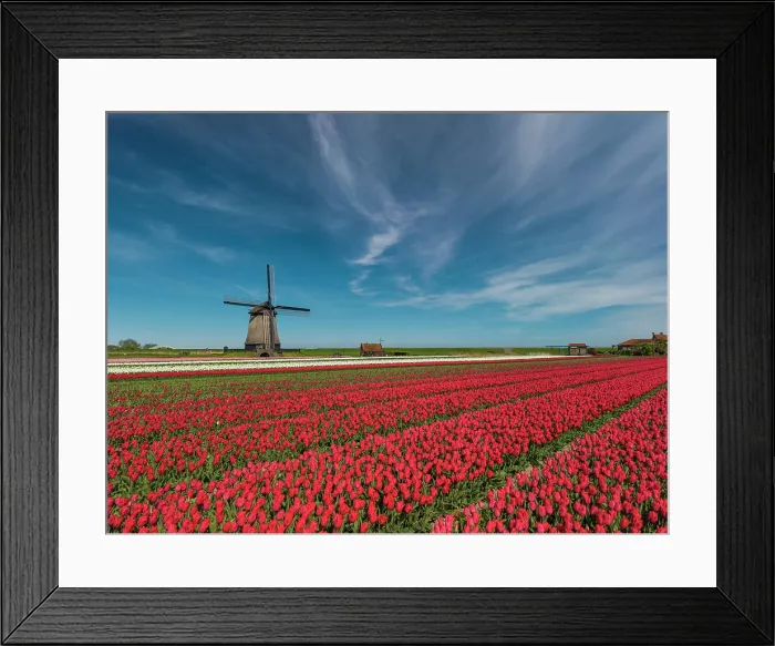 Framed Print : Windmill and Field of Tulips, Holland, Netherlands Framed Print : Windmill and Field of Tulips, Holland, Netherlands