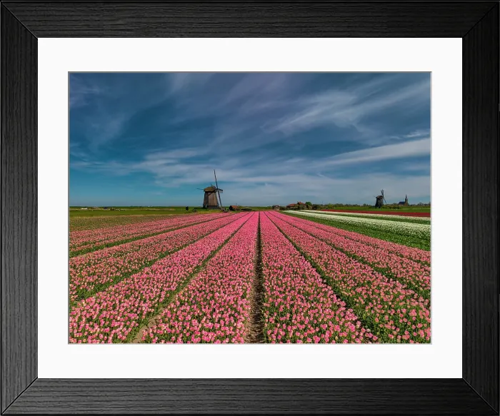 Framed Print : Windmill and Field of Tulips, Holland, Netherlands Framed Print : Windmill and Field of Tulips, Holland, Netherlands