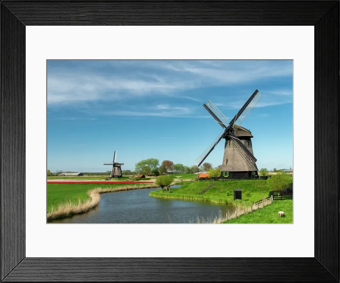 Framed Print : Windmills along Molendijk, Schermerhorn, Holland, Netherlands