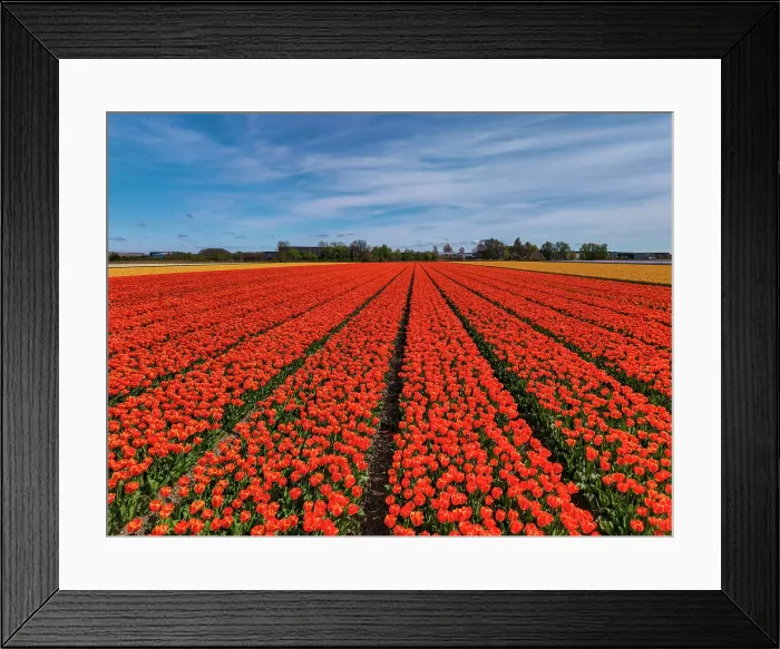 Framed Print : Field of Red Tulips, Holland, Netherlands Framed Print : Field of Red Tulips, Holland, Netherlands
