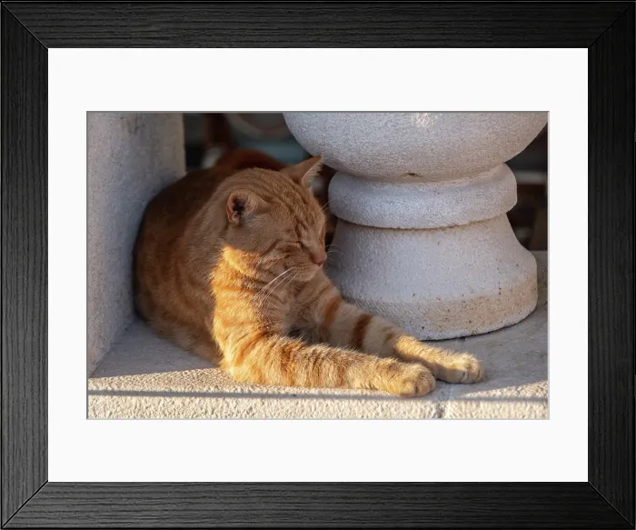 Framed Print : Cat sleeping in the sun, Perast, Kotor Bay, Montenegro