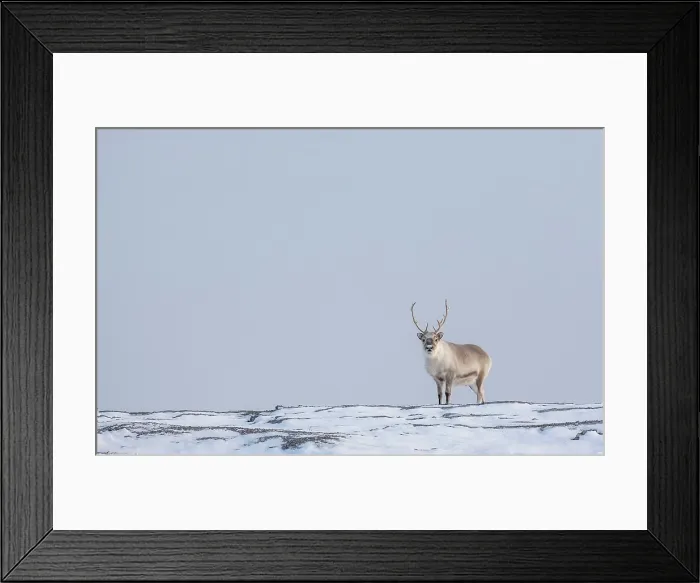 Framed Print : Reindeer in snowy landscape, Spitsbergen, Svalbard, Arctic, Norway Framed Print : Reindeer in snowy landscape, Spitsbergen, Svalbard, Arctic, Norway