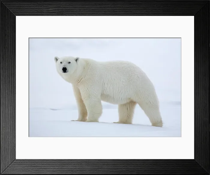 Framed Print : Polar bear in snow, Spitsbergen, Svalbard, Arctic, Norway Framed Print : Polar bear in snow, Spitsbergen, Svalbard, Arctic, Norway