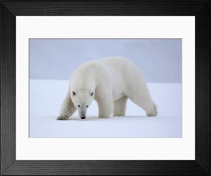 Framed Print : Polar bear walking in snow, Spitsbergen, Svalbard, Arctic, Norway