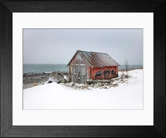 Framed Print : Old red wooden hut (rorbu) in falling snow, near Straumsgard, island of Kvaloya, near Tromso, Norway Framed Print : Old red wooden hut (rorbu) in falling snow, near Straumsgard, island of Kvaloya, near Tromso, Norway